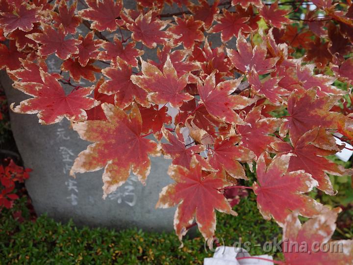 121123_105454_0.jpg