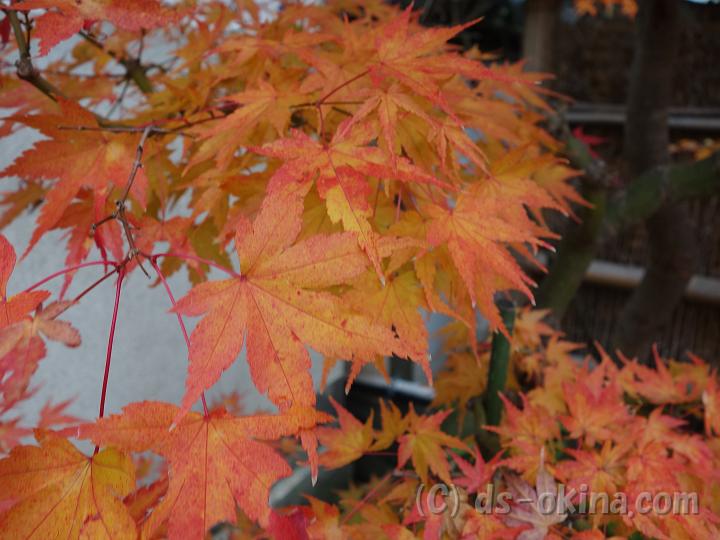 121123_105538_0.jpg