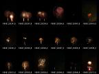 album0807v09