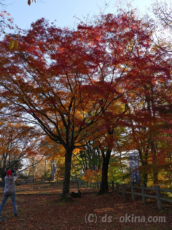 20161113_075536_0.jpg