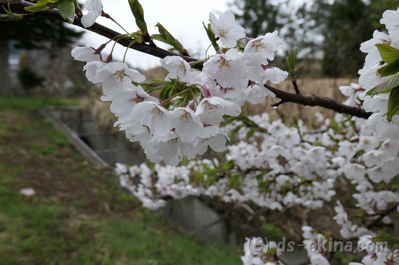 20170429_131137_0.jpg