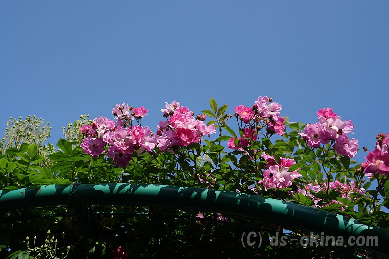 20170518_155503_0.jpg