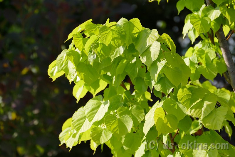 20170518_160336_0.jpg