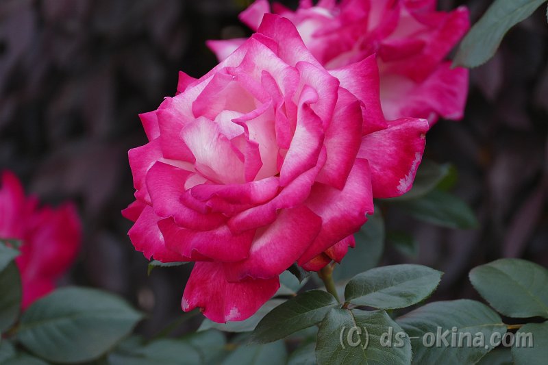 20170518_160507_0.jpg