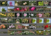 Album518004