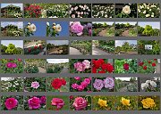Album518005