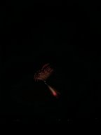 20171104_180826_0