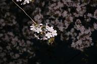080503_184714_0