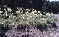 c0000101071